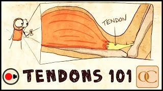 The Basic Science of Tendons amp Tendinitis [upl. by Crockett477]