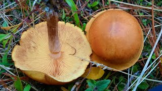 Common Rustgill Gymnopilus penetrans [upl. by Nireil]