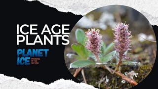 Plant adaptations to cold from the ice age to the Arctic tundra [upl. by Antony901]