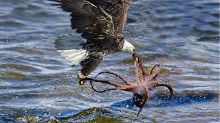 The Eagle Dies While Hunting Octopus In The Ocean [upl. by Yereffej]