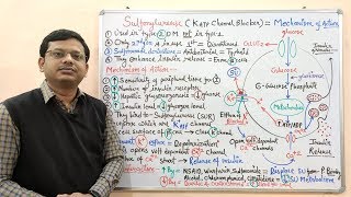 Diabetes Mellitus Part10 Mechanism of Action of Sulfonylurease  Antidiabetic Drugs  Diabetes [upl. by Anahgem444]