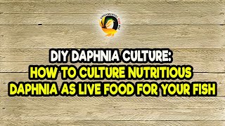 DIY Daphnia Culture How to Culture Nutritious Daphnia as Live Food for Your Fish [upl. by Ijar270]