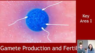 Gamete Production and Fertilisation [upl. by Neehs]