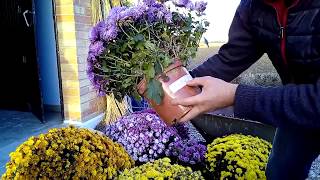 comment faire les boutures de chrysanthèmes [upl. by Roana]