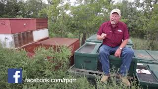 Can I Jump Start Quail Populations [upl. by Ellora]