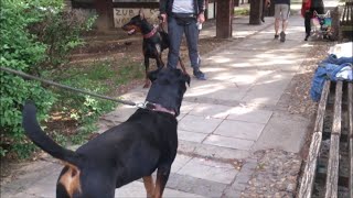 Doberman Pinscher vs Rottweiler [upl. by Oigufer]