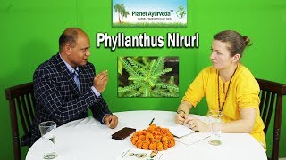 Phyllanthus niruri  A single herb can kill numerous viral infections amp other benefits [upl. by Eniamreg]