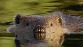 Beaver Lodge Construction Squad  Attenborough  BBC Earth [upl. by Marras]