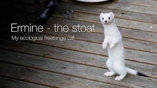 Ermine – the stoat [upl. by Tut]