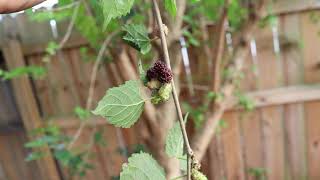 Mulberries Growing in South Florida [upl. by Datnow154]