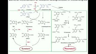 Complete Melanin Biosynthesis Pathway  Eumelanin amp Pheomelanin [upl. by Shaper624]