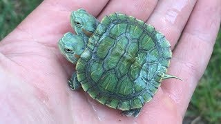 Adorable Turtle With Two Heads [upl. by Allista]