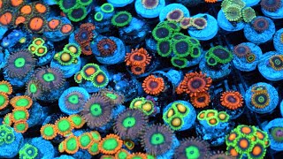 Zoanthid Identification  35 Different Types  CloseUp 4k Ultra HD [upl. by Phelan491]