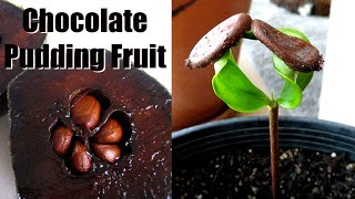 How to Grow Chocolate Pudding Fruit from Seed  Black Sapote [upl. by Elyc533]