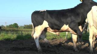 New Sweeper Holstein  Friesain Bull from Moscow [upl. by Kohler]