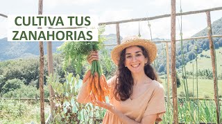 Como SEMBRAR ZANAHORIAS en casa [upl. by Farrel]