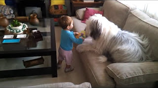 Bobtail en acción vs Carla Old english sheepdog [upl. by Menides358]