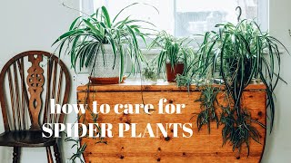 SPIDER PLANT CARE and PROPAGATION 》chlorophytum comosum houseplants [upl. by Schnur]