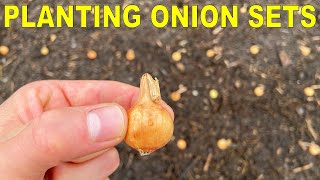 Planting Onion Bulbs A Complete Guide From Start To Finish [upl. by Olgnaed]