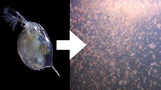 How I Culture Daphnia [upl. by Heidy]