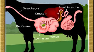 Life ProcessDigestion in Ruminants07 [upl. by Ynohtnakram]