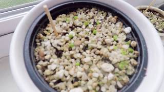 Planting Lithop Seeds amp Young Lithops [upl. by Bobbye716]