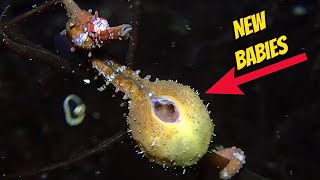 How Seahorse Give Birth  Watch Amazing SeaHorse Compilation [upl. by Adnarem601]