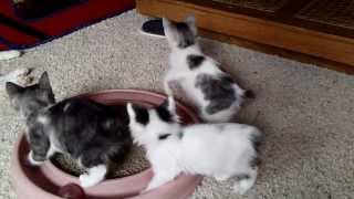 Japanese Bobtail Kittens Playing [upl. by Nico]