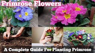 A Complete Guide for Planting Primula Flowers  Primrose Informations [upl. by Nnyltiac]