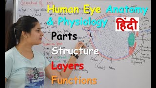 Human Eye Anatomy amp Physiology in Hindi  Structure  Parts  Functions  Rods amp Cones [upl. by Ezitram]