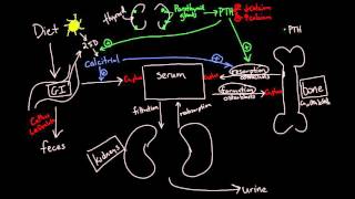 Calcium Metabolism [upl. by Eeslek429]