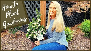 How To Plant Gardenias  New Diamond Spire® Gardenia [upl. by Etteyafal]