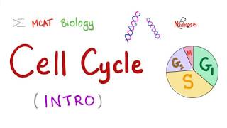 The Cell Cycle  Clear and Simple  Biology  MCAT  GCSE [upl. by Llednahs]