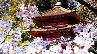 Zen Garden  Cherry Blossoms Mindfulness Relaxation amp Meditation  50 minutes [upl. by Ahsirpac]