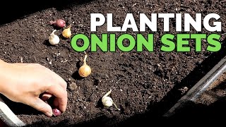 Planting Onion Sets What to Watch Out For [upl. by Metzgar]