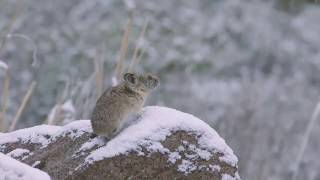 The Call of the Pika [upl. by Denn634]