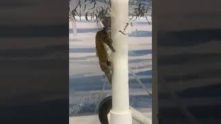 Seahorse father giving birth to lots of baby seahorses at SEA LIFE Sydney Aquarium [upl. by Chapell559]