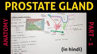 Prostate Gland  1  Abdomen [upl. by Micki]