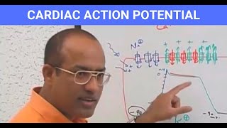 Cardiac Action Potential  Electrophysiology  Cardiomyocytes  Cardiology🫀 [upl. by Kubiak969]