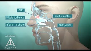 Tour of the Nasal Passage  3D animation [upl. by Netsyrc212]