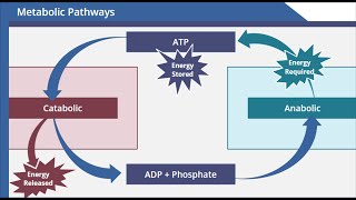 Metabolic Pathways [upl. by Newcomer]