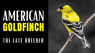 AMERICAN GOLDFINCH  The Late Breeder [upl. by Nola148]