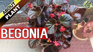 BEGONIA PLANT CARE How to Grow and Propagate Begonia Cuttings  Garden Tips in English [upl. by Charlot128]