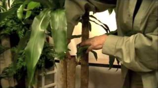 Prune this Pruning a quotCorn Plantquot Dracaena Massangeana [upl. by Oitaroh]