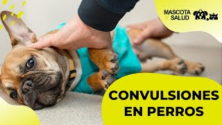 Convulsiones en Perros Causas Fases y Qué hacer  Mascota y Salud [upl. by Tra]