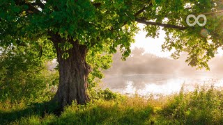 Beautiful Piano Music  Relaxing Music Study Music Stress Relief Sleep Music Erin [upl. by Rogers]