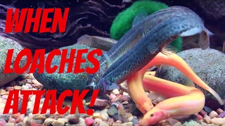 Vicious Dojo Loach Attack Parental Advisory [upl. by Baumbaugh]