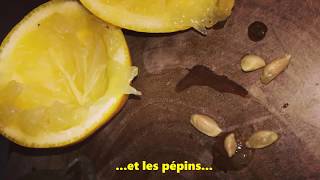 Comment faire germer un pépin de Citron [upl. by Niveg455]