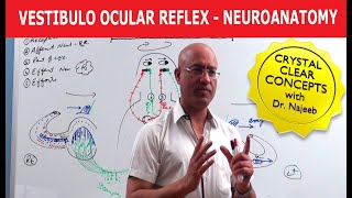 Vestibulo Ocular Reflex  Neuroanatomy [upl. by Nhguahs492]