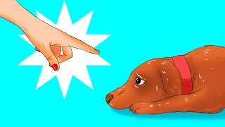 12 Coisas Perigosas Que Você Faz Com o Seu Cachorro Sem Nem Se Dar Conta [upl. by Boony]